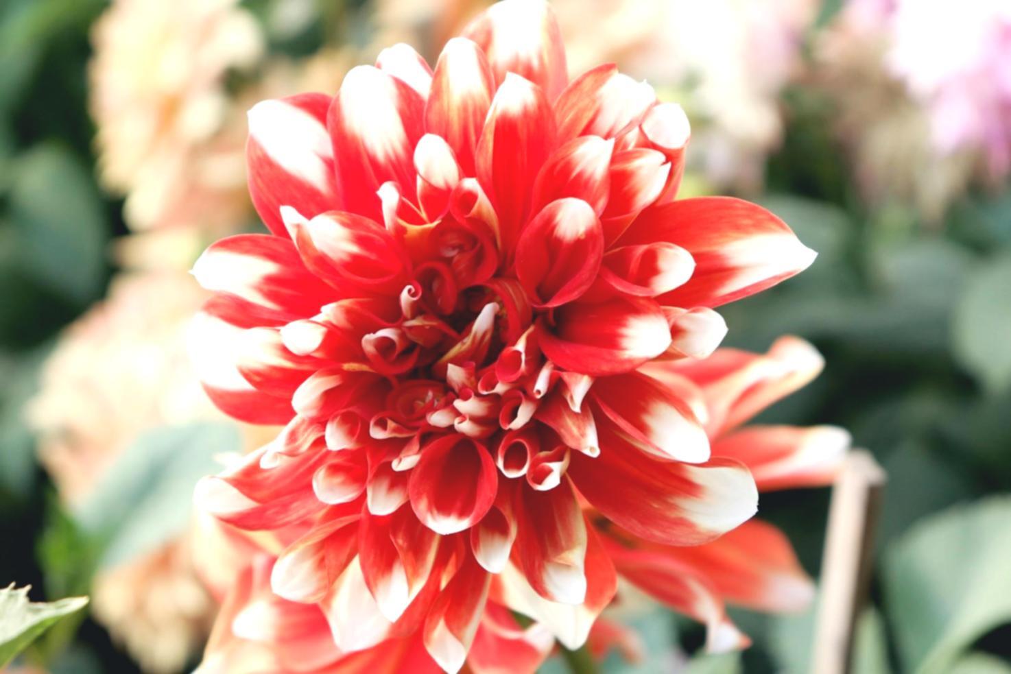 Özel etkinlik çiçek düzenlemesi