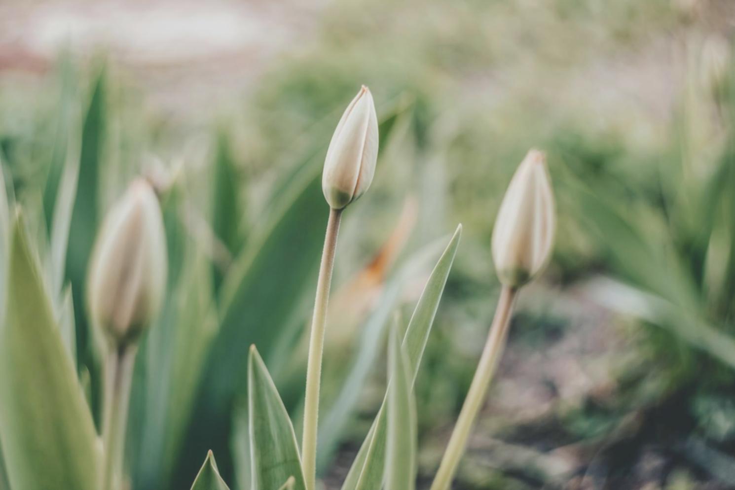 Kurumsal çiçek düzenleme atölyesi