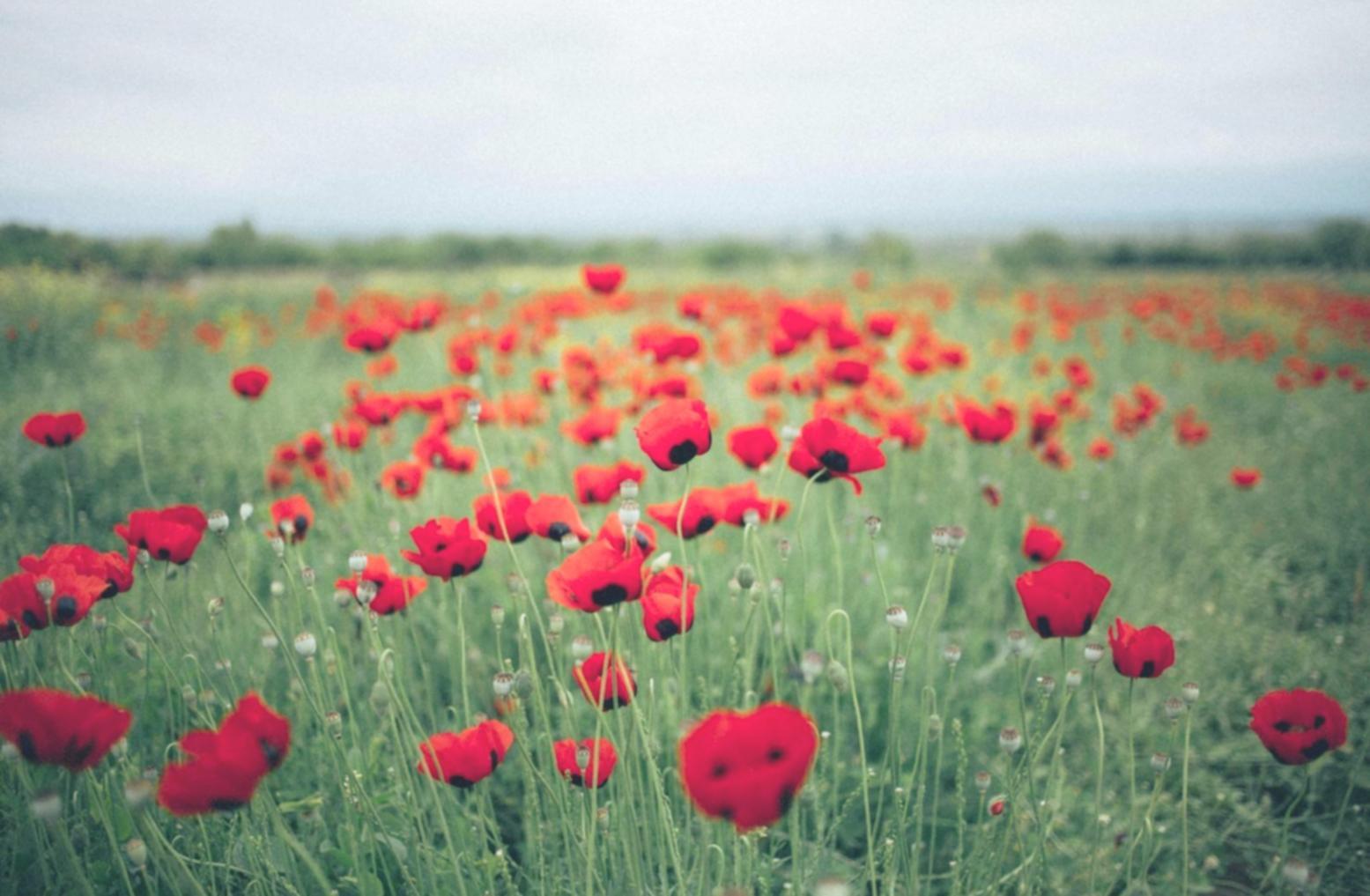 Özel düzenlenmiş kurumsal çiçek aranjmanları
