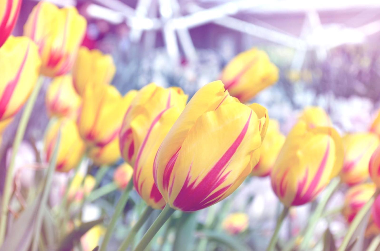 Ofis içi düzenli çiçek servisi örneği